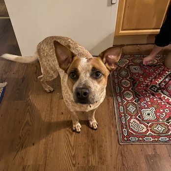 Dog Behaviorist - Pet Training Near Me - Brooklyn, New York