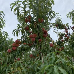 Yellow peaches!