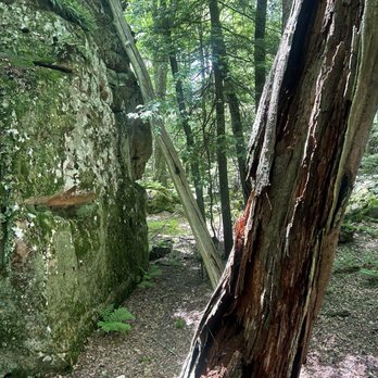 Beartown State Park - This might be the lightning tree.... - Parks Near Me - Renick, West Virginia