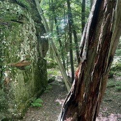 Beartown State Park - This might be the lightning tree....