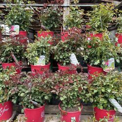 Martins Flowers & Shrubs