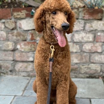 Carmel Groomers  - This is my dog after his grooming appointment 12/15/2019 - Pet Groomers Near Me - Carmel, California