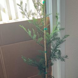 Scenic Hills Farm Nursery - Coast Redwood 28"-36"
She's a beauty!