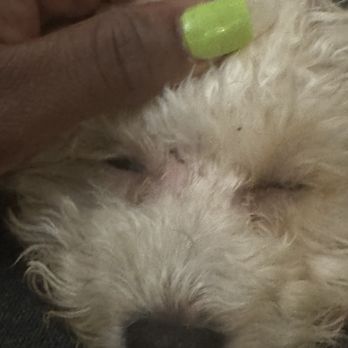Pup E Tails - Closer image - Pet Groomers Near Me - Torrance, California Pup E Tails - Closer image - Pet Groomers Near Me - Torrance, California