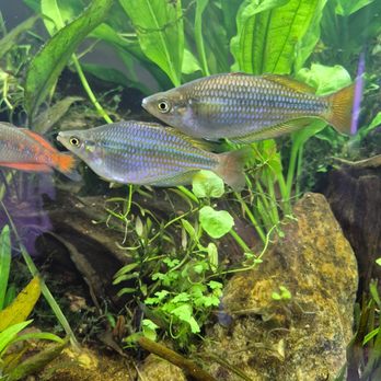 Easy Clean Aquatics - Aquarium Services Near Me - Hendersonville, North Carolina Easy Clean Aquatics - Aquarium Services Near Me - Hendersonville, North Carolina