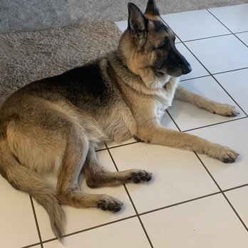 Heidelberg German Shepherds - Cody chilling! - Pet Training Near Me - Spring, Texas Heidelberg German Shepherds - Cody chilling! - Pet Training Near Me - Spring, Texas
