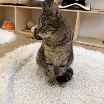 KitTea - Pet Adoption Near Me - San Francisco, California