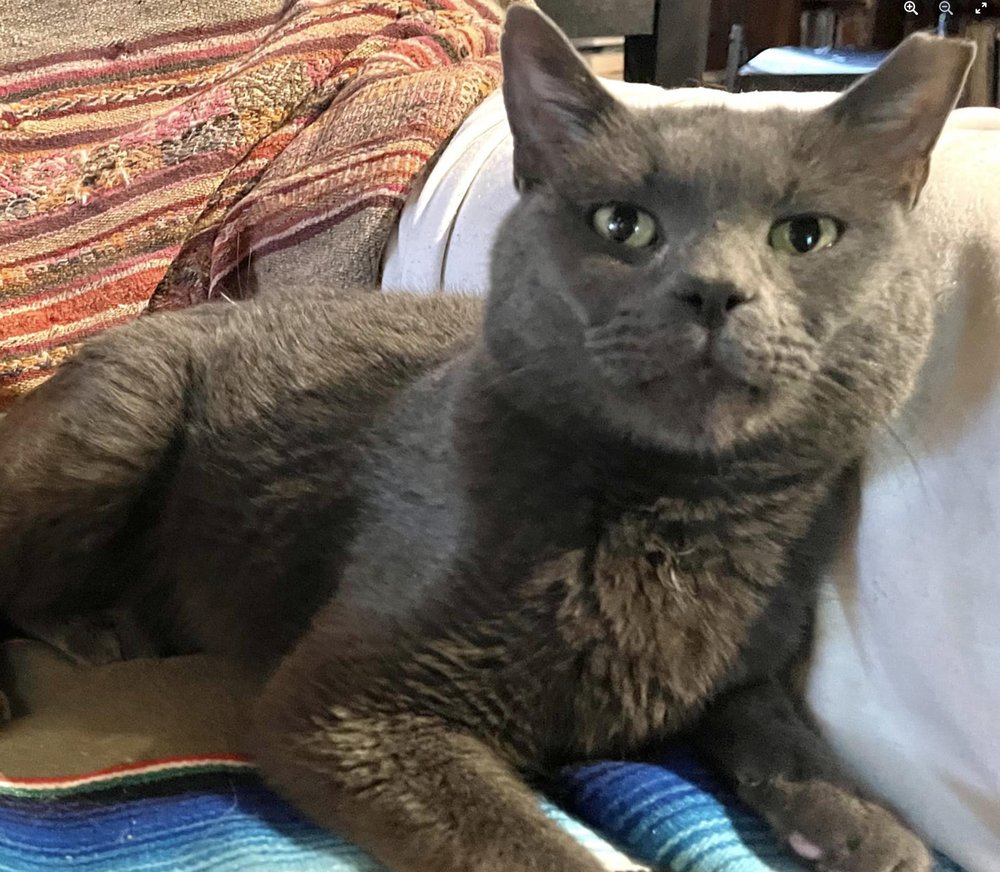 HUMANE SOCIETY OF WALDEN Updated August 2024 14 Photos 2489