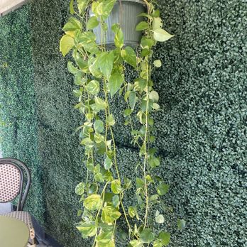 WILLY Cafe And Market - Plants for sale - Juice Bars & Smoothies Near Me - Boynton Beach, Florida WILLY Cafe And Market - Plants for sale - Juice Bars & Smoothies Near Me - Boynton Beach, Florida