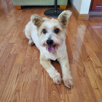Mr Groomer Mobile - Pet Groomers Near Me Mr Groomer Mobile - Pet Groomers Near Me