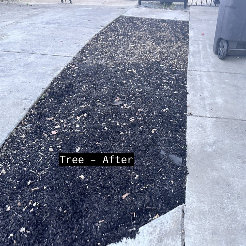 Rivas Tree Services - Tree Services Near Me Rivas Tree Services - Tree Services Near Me