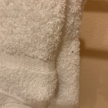 WorldMark Orlando - Kingstown Reef - More hair in the "clean" towels - Resorts Near Me - Orlando, Florida WorldMark Orlando - Kingstown Reef - More hair in the "clean" towels - Resorts Near Me - Orlando, Florida