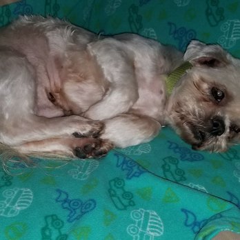 Pawsh Grooming - Pet Groomers Near Me Pawsh Grooming - Pet Groomers Near Me