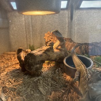 Snakes At Sunset - Pet Stores Near Me - Miami, Florida Snakes At Sunset - Pet Stores Near Me - Miami, Florida