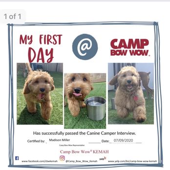 Camp Bow Wow - Pet Sitting Near Me - Kemah, Texas Camp Bow Wow - Pet Sitting Near Me - Kemah, Texas
