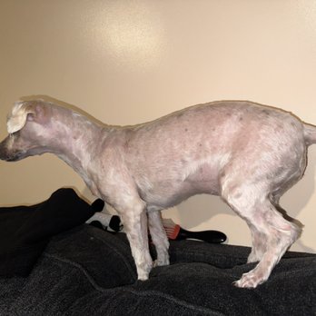 Wag - You can see her skin! Even her paws seemed red and irritated from haircut. - Pet Stores Near Me - Omaha, Nebraska Wag - You can see her skin! Even her paws seemed red and irritated from haircut. - Pet Stores Near Me - Omaha, Nebraska