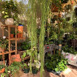 Annie’s Garden Gems - Hoyas