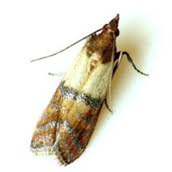 Eric The Bug Guy - Indian Meal Moth - Pest Control Near Me - Camarillo, California Eric The Bug Guy - Indian Meal Moth - Pest Control Near Me - Camarillo, California