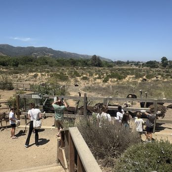 Ostrichland USA - The farm - Attraction Farms Near Me - Solvang, California Ostrichland USA - The farm - Attraction Farms Near Me - Solvang, California