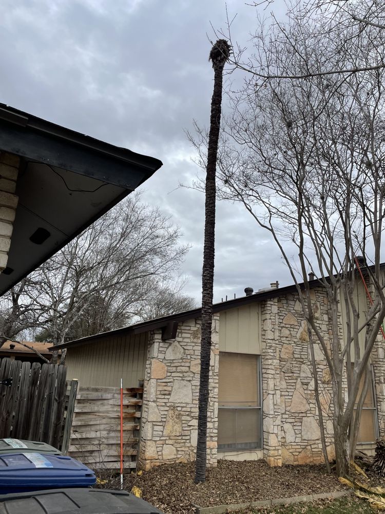 Total Tree Maintenance - tree service in San Antonio, TX