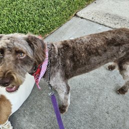 Turk after his haircut!