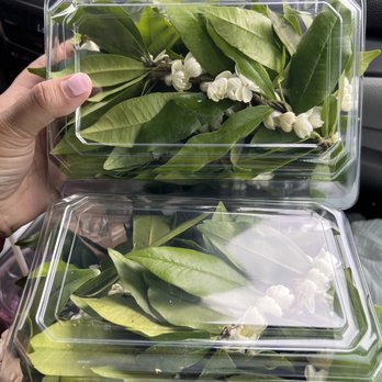 Waipahu Florist - Maili lei with pikake for the nephews pearl city prom - Florists Near Me - Waipahu, Hawaii