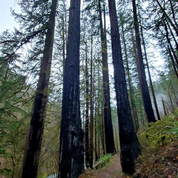 Eagle Creek Trail - The trees carry on. - Hiking Near Me - Bonneville, Oregon