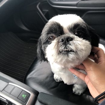 Dogz 'n Catz - Pet Groomers Near Me - Clovis, California