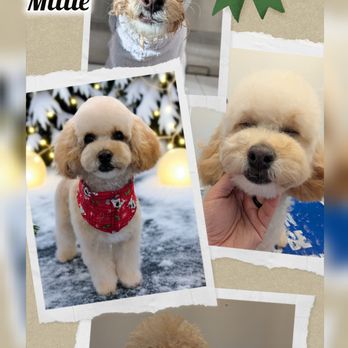 Jess's Pampered Pups - Pet Groomers Near Me - Driggs, Idaho