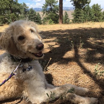 The Canine Effect - Resting during a Hike & Train - Dog Walkers Near Me