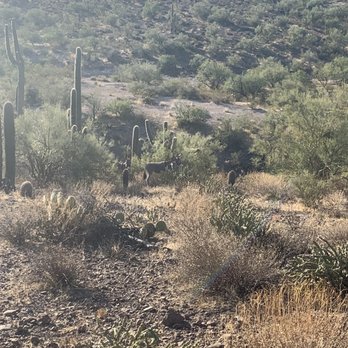 Bettys Trail Rides - Horseback Riding Near Me
