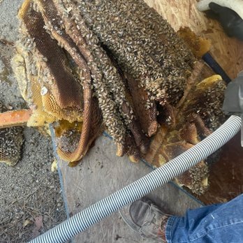 AA-Beekeeper - The satellite hive - Pest Control Near Me