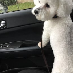 Archie's first visit to D&S and he looks great. Very caring and loving staff. Highly satisfied and booked his next appointment. Archie's first visit to D&S and he looks great. Very caring and loving staff. Highly satisfied and booked his next appointment.