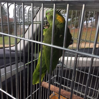 North Wake Animal Hospital - Kiwi is riding in the car excited to get his mani / pedi at the Vet! - Veterinarians Near Me - Wake Forest, North Carolina