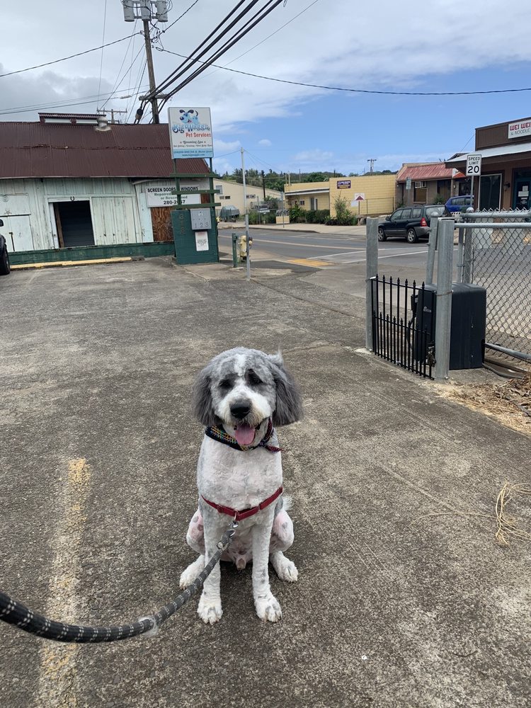 BIG WAGGLE PET SERVICES Updated 2024 35 Photos & 25 Reviews Hilo