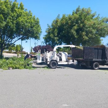 Canchola's Tree Services - Finishing a comercial tree trimming job at Pittsburg CA. Thanks to our loyal customer for trusting us for the second time. - Tree Services Near Me Canchola's Tree Services - Finishing a comercial tree trimming job at Pittsburg CA. Thanks to our loyal customer for trusting us for the second time. - Tree Services Near Me
