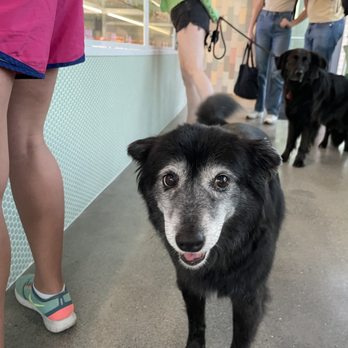 Magic Donuts & Coffee - All the doggos at 7:30am on a Friday! - Donuts Near Me - San Francisco, California Magic Donuts & Coffee - All the doggos at 7:30am on a Friday! - Donuts Near Me - San Francisco, California