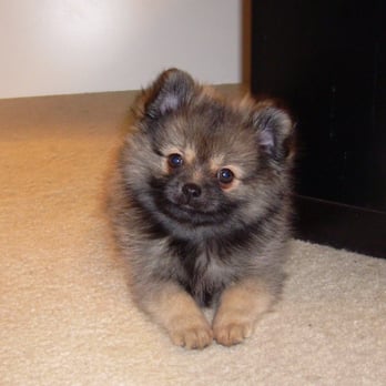 L & L Veterinary Clinic - Veterinarians Near Me - Flossmoor, Illinois L & L Veterinary Clinic - Veterinarians Near Me - Flossmoor, Illinois