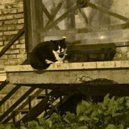 One of the fat and happy resident cats! One of the fat and happy resident cats!