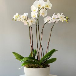 Flowers & Fancies - MOONSTONE TRIPLE ORCHIDS
$225