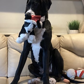 Z Pet Hotels - Pet Boarding Near Me - Las Vegas, Nevada Z Pet Hotels - Pet Boarding Near Me - Las Vegas, Nevada