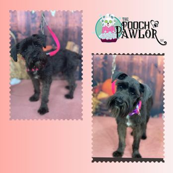 The Pooch Pawlor - Mini Schnauzer Miss Lottie. - Pet Groomers Near Me The Pooch Pawlor - Mini Schnauzer Miss Lottie. - Pet Groomers Near Me