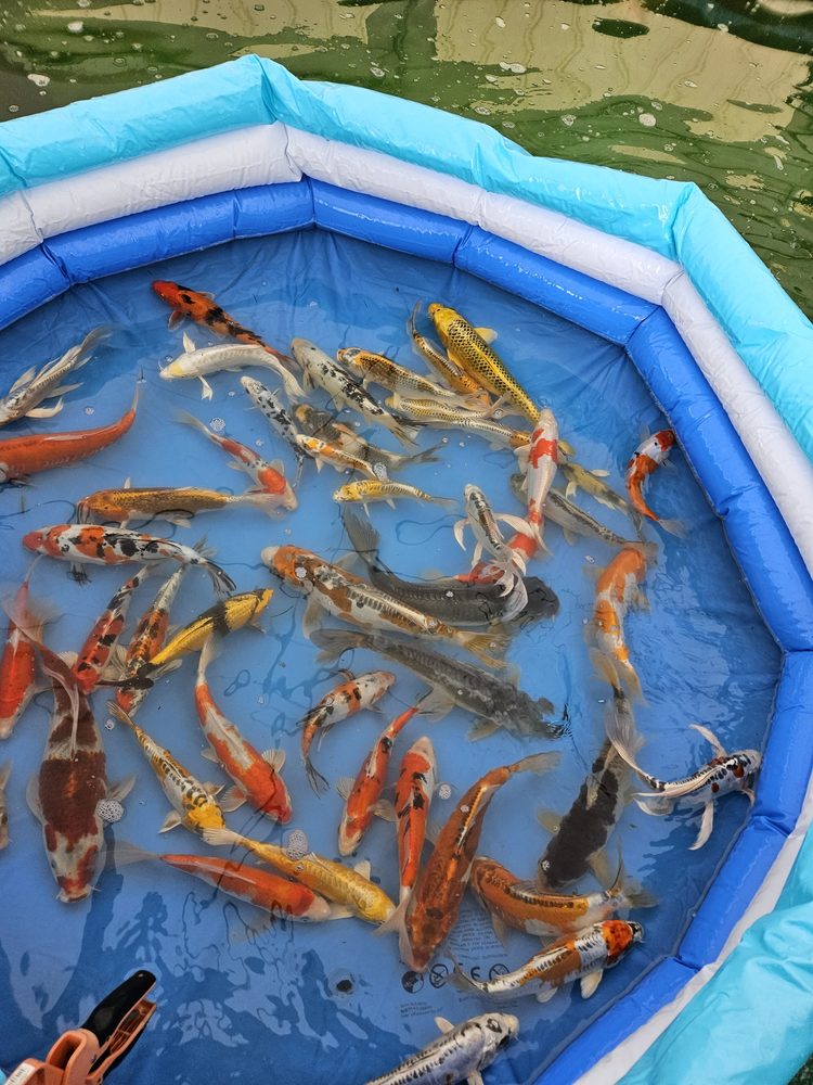 Hanover Koi Farms - koi in Hanover, PA