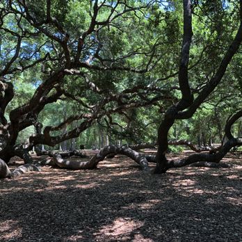 Angel Oak - Partial view of Angel Oak. - Parks Near Me - Johns Island, South Carolina