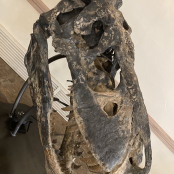 White Oak - Dinosaur head - Animal Shelters Near Me - Yulee, Florida White Oak - Dinosaur head - Animal Shelters Near Me - Yulee, Florida