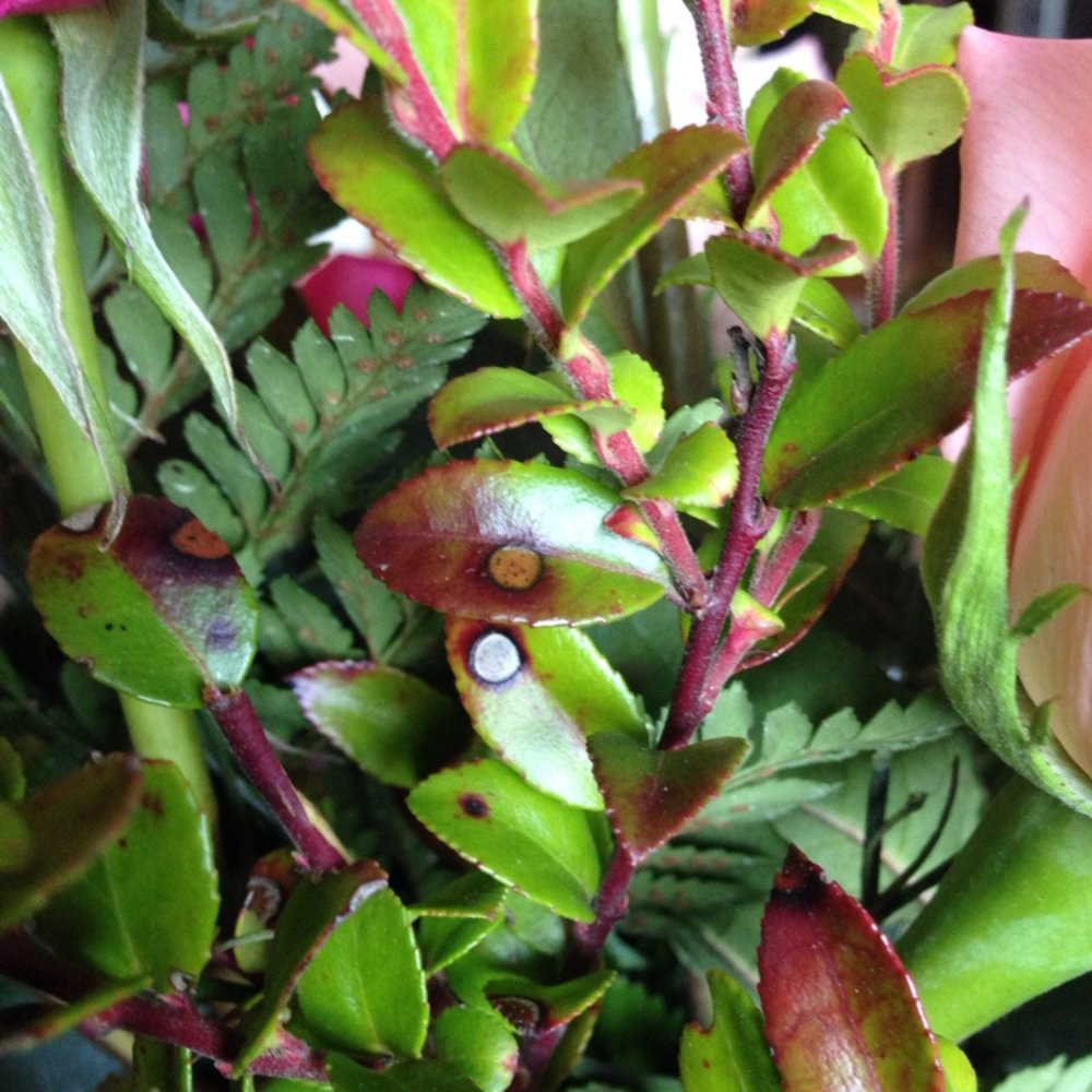 Snohomish Flower - Greenery has diseased spots - Florists Near Me - Snohomish, Washington