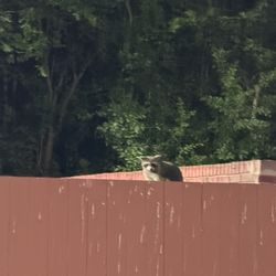 Raccoon