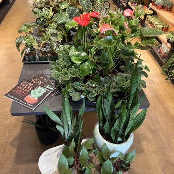 The Plant Mill - Nurseries & Gardening Near Me - Tempe, Arizona