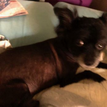 PetSmart - Pet Stores Near Me - Estero, Florida PetSmart - Pet Stores Near Me - Estero, Florida