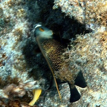 Sail Fish Scuba - Scuba Diving Near Me - Key Largo, Florida